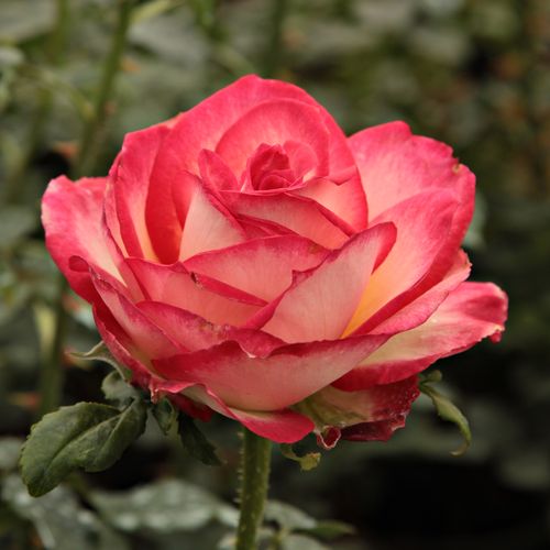 Vendita, rose rose ibridi di tea - giallo - arancio - Rosa Susan Massu® - rosa intensamente profumata - Reimer Kordes - Profumo intenso, allegra e colorata teahibrid.